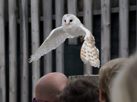 A common barn owl Tyto albahead flying in a falconry birds of prey reproduction center