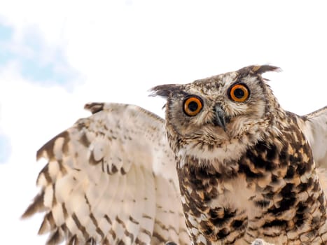 An open wings owl bird of prey close up portrait looking at you