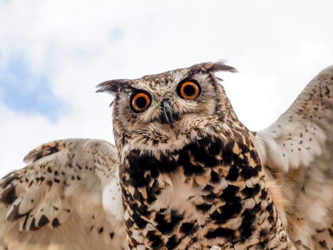 An open wings owl bird of prey close up portrait looking at you