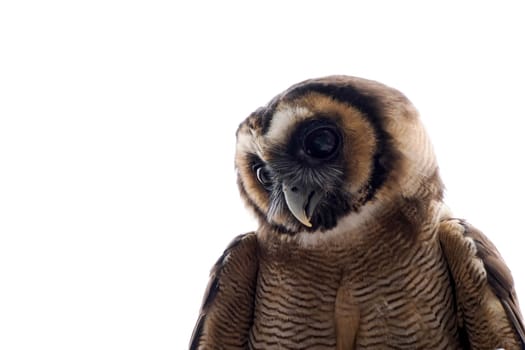 An owl bird of prey close up portrait looking at you white background