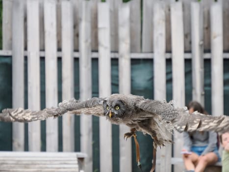 A Great Grey Owl , tawny vulture, Science. Strix nebulosa flying in a falconry birds of prey reproduction center