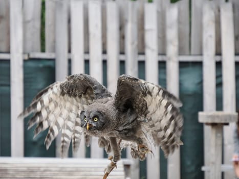 A Great Grey Owl , tawny vulture, Science. Strix nebulosa flying in a falconry birds of prey reproduction center