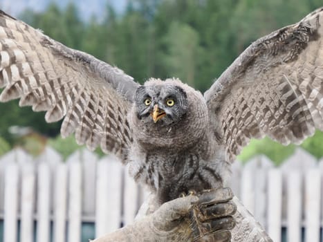 A Great Grey Owl , tawny vulture, Science. Strix nebulosa flying in a falconry birds of prey reproduction center