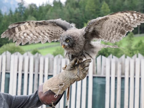 A Great Grey Owl , tawny vulture, Science. Strix nebulosa flying in a falconry birds of prey reproduction center