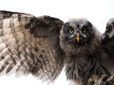 Open wings, Great Grey Owl , tawny vulture, Science. Strix nebulosa