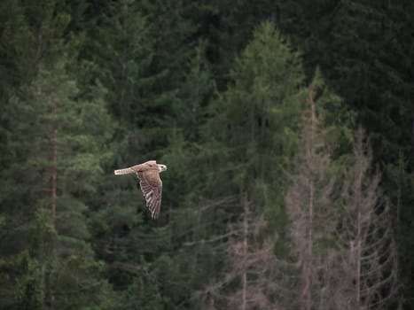 A Falcon flying in a falconry birds of prey reproduction center