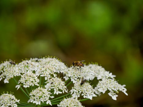 fly Green Bottle feeding on a white flower