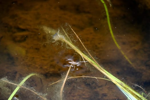 moving effect Gerris lacustris or common pond skater