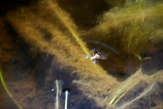 moving effect Gerris lacustris or common pond skater