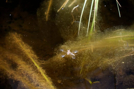 moving effect Gerris lacustris or common pond skater