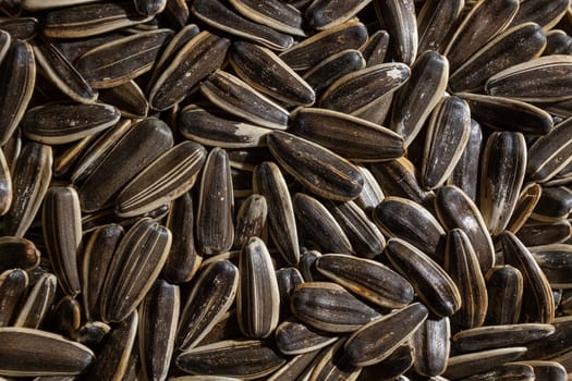 Non Salty Roasted Sunflower Seeds in Shell: A Culinary Canvas of Sunflower Kernels, Creating a Lively and Textured Background for Gourmet Cooking. Scattered Sun Flower Seeds - Top View, Flat Lay