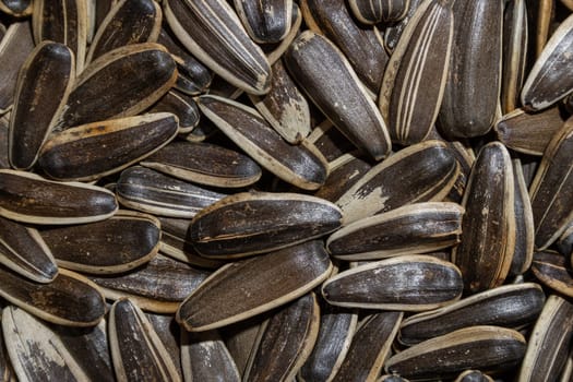 Non Salty Roasted Sunflower Seeds in Shell: A Culinary Canvas of Sunflower Kernels, Creating a Lively and Textured Background for Gourmet Cooking. Scattered Sun Flower Seeds - Top View, Flat Lay