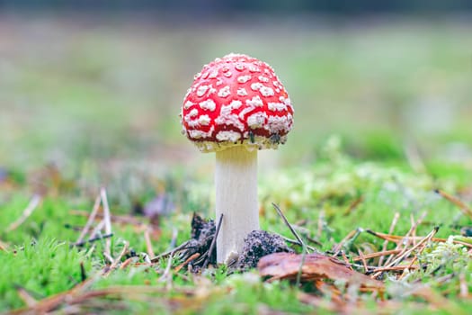 Young Amanita Muscaria, Known as the Fly Agaric or Fly Amanita: Healing and Medicinal Mushroom with Red Cap Growing in Forest. Can Be Used for Micro Dosing, Spiritual Practices and Shaman Rituals