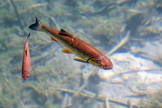 fishes of A Summer view of water lakes and beautiful waterfalls in Plitvice Lakes National Park, Croatia