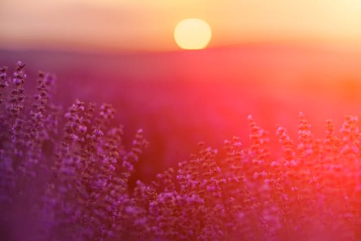 Blooming lavender in a field at sunset in Provence. Fantastic summer mood, floral sunset landscape of meadow lavender flowers. Peaceful bright and relaxing nature scenery