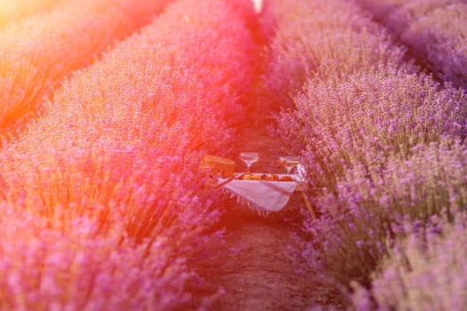 Lavender flower picnic blooms fragrant fields in endless rows.