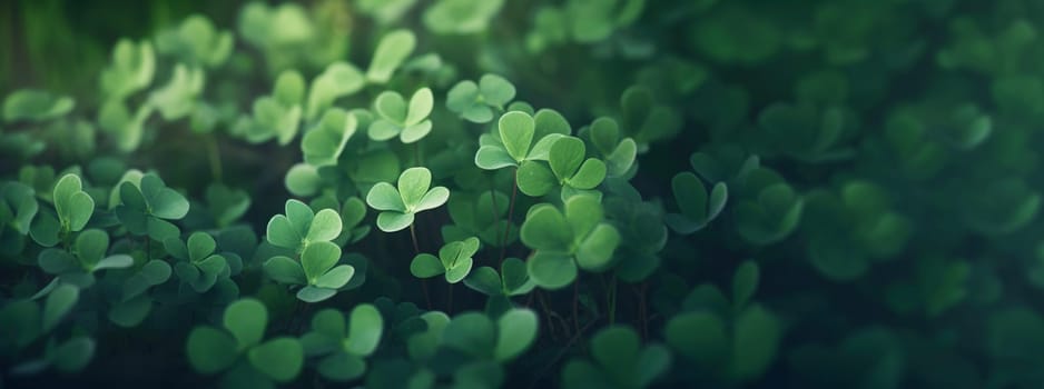 Lucky clover leaves for St. Patrick's Day. Banner with Irish clover leaves. High quality photo