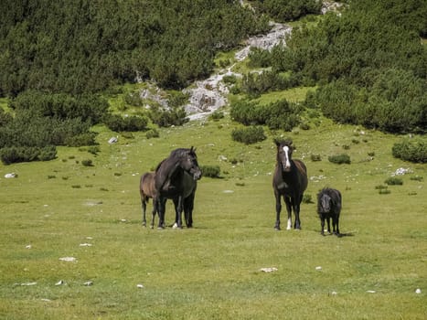 horses on grass in dolomites mountains background panorama