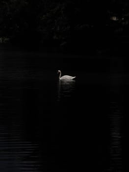 Graceful white Swan swimming in the lake, swans in the wild. Portrait of a white swan swimming on a lake. The mute swan, latin name Cygnus olor.