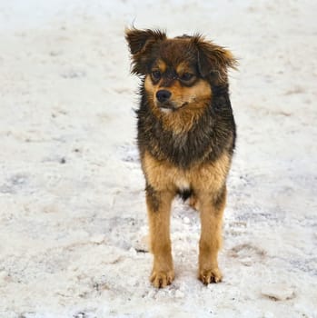 Red abandoned homeless stray dog on the street. Little sad abandoned dog on the path.