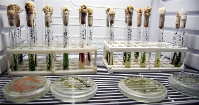 Green fresh plant in a glass test tube in the laboratory in the refrigerator. Genetically modified plants in a real laboratory.