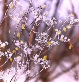 Frozen umbrella flowers with snow against a forest background. New Year's landscape with a multi-colored background.