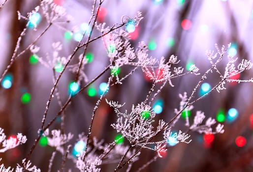 Frozen umbrella flowers with snow against a forest background. New Year's landscape with a multi-colored background.