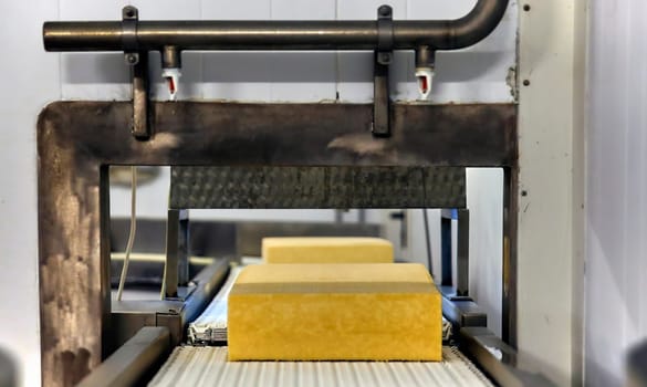 Two workers start making blocks of cheese in a factory. Worker on a cheese production line.