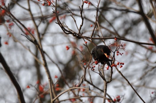 Blackbird sitting on a branch and eating rowan berries