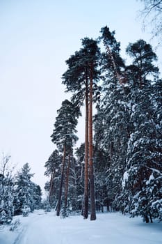 Winter landscape with tall pines covered in snow