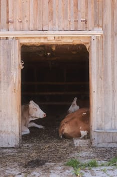 Two brown and white cows lying in a wooden barn in Austria