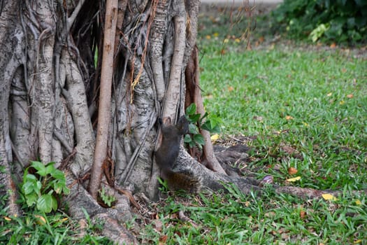Closeup shot of a black squirrel climbing a tree in a park in Taiwan