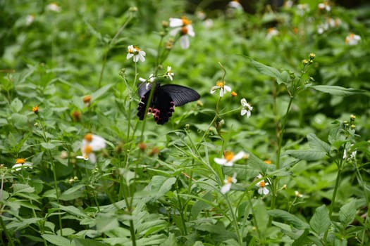 Selective focus shot of a black butterfly on a flower stem