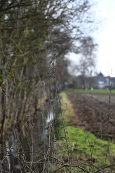 Vertical closeup of the dry branches against the background of the field in Meerbusch, Germany.