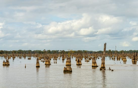 Stumps from felling of bald cypress trees in the past seen in calm waters of the bayou of Atchafalaya Basin near Baton Rouge Louisiana