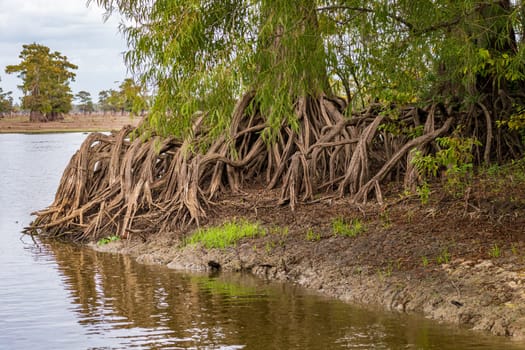 Roots and knees of bald cypress treeson the banks in calm waters of the bayou of Atchafalaya Basin near Baton Rouge Louisiana