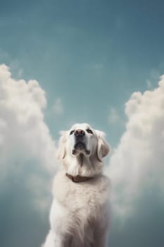 A happy and funny dog looking in front, neutral background