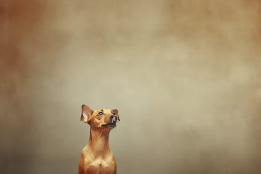 A happy and funny dog looking in front, neutral background