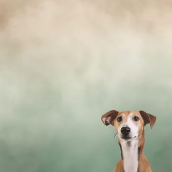 A happy and funny dog looking in front, neutral background