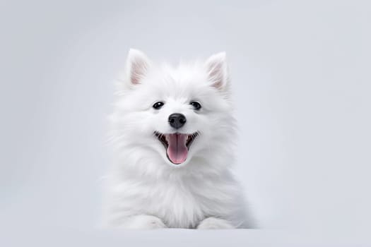 A happy and funny dog looking in front, neutral background