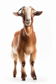 A photo of a farm animal, brown goat on white background, real photo