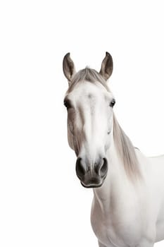 A beautiful white horse photo, white background