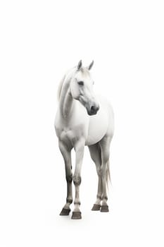 A beautiful white horse photo, white background