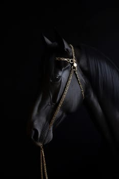 Majestic beautiful black Friesian, neutral background, pureblood