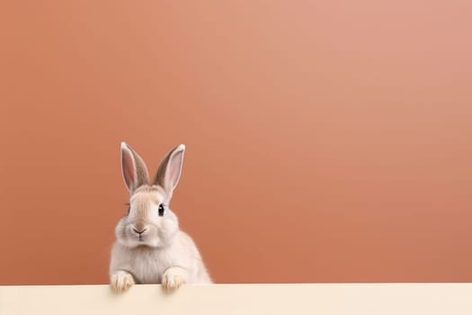 A little cute and adorable small rabbit, baby bunny photo, neutral background, domestic animal, family pet,