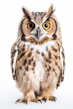 A cute and adorable owl