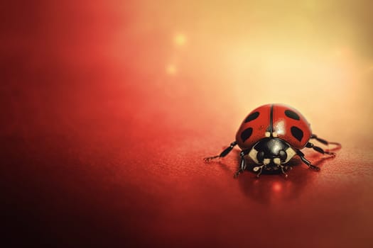 A detailed close-up of a ladybug on a red surface, with a beautiful bokeh background.