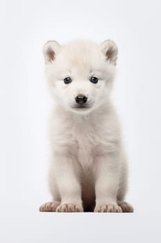 A wild cute and adorable artic white wolf cub on a white background