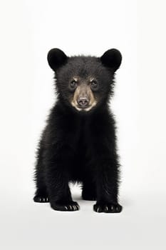 A photo of an american black bear cub looking at the camera with white background, wild animal photo