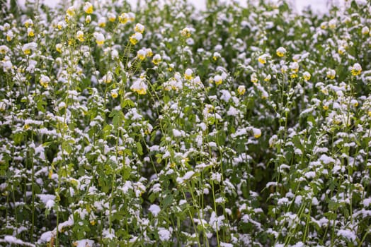 Frost-Kissed Gold: A Picturesque Snow-Blanketed Rapeseed Field in the Tranquil Countryside.